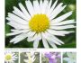 ES Simple Flash Photo Gallery 1.0