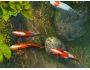 Koi Fish 3D Screensaver 1.0