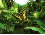 Butterfly Jungle 3D Screensaver 1.0