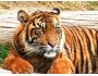 Amazing Tigers Screensaver 1