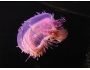 Jellyfish Curious Creatures 1.0