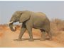 African Elephants RMS Screensaver 1.0