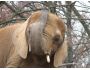 Largest Living Land Mammal Screensaver 1.0