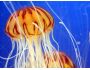 Jellyfish Swarms Screensaver 1.0