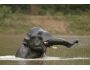 The Indian Elephant Screensaver 1.0