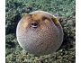 Puffer Fish Screensaver 1.0