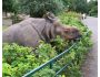 Great One-horned Rhinoceros Screensaver 1.0