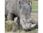 The Majestic White Rhino Screensaver 1.0
