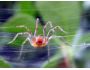 Spider Phobia Screensaver 1