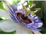 The Blue Passion Flower Screensaver 1.0