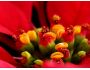 Poinsettias the Christmas Star Flower Screensaver 1.0