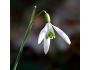 The Snowdrop Screensaver 1.0