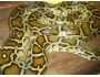 Killer Snakes Screensaver 1