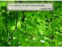 Quotes and Nature Screensaver 1.0