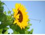 Beautiful Sunflowers Screensaver Captura de pantalla