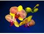 Karedas Orchid Screensaver 1.0