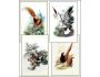 Bird Drawings 2 Screensaver 1.0