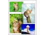 Cartoon Cats Screensaver 1 1.0