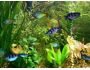 Fish Aqua 3D Screensaver 1.51