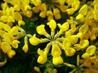 Yellow Flower Screensaver