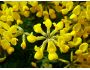 Yellow Flower Screensaver 1.0