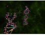 Explore the Cell 3D Screensaver 1.0