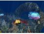 3D Aquatic Life Screensaver: Fish! 1.0.1