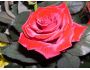 Free Roses Screensaver 1.0