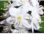Flowers Garden Screensaver 1.2