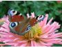 Awesome Butterflies screensaver 2.4