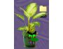 DesktopPlant 1.8.0