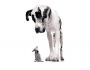 Funny Animals Screensaver 1.0