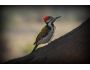 Woody Woodpecker screensaver 2.4
