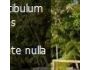 XML Image Slideshow w/ Captions 1.0