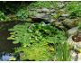 Swamp Free Animated Screensaver 5.11