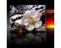 Floating XML Gallery 1.0