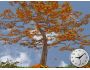 Lonely Tree 3D Screensaver 1.0.0