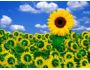 Random Photo Slide ScreenSaver 1.5.1