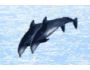 Dolphin Dreams Screensaver 5.0