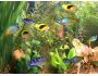 Aqua 3D for Mac OS X 1.1