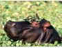 African Wildlife Free Screensaver screenshot