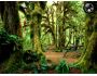 Rainy Forest 1.0