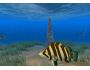 Tiger Fish Screensaver 1.0.0