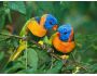 Bright Birds Free Screensaver 1.0.1