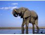 Elephants Free Screensaver 1.0.1