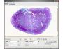 GSA Image Analyser 3.4.4