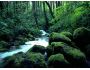 Forest Creeks Free Screensaver 1.0.1
