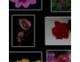 Small Gallery 1