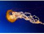 Jelly Fish Animated Wallpaper 1.0.0