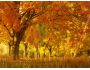 Fall Season Animated Wallpaper 1.0.0